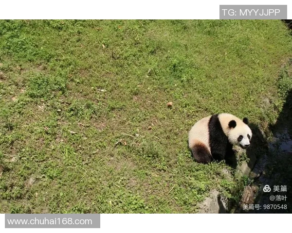 在绿茵场上追寻熊猫的足迹与梦想