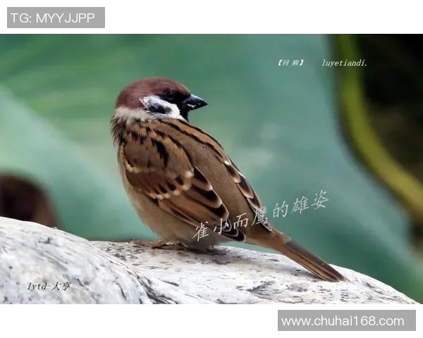 足球麻雀的魅力碰撞:当绿茵场与雀桌相遇的奇妙体验 足球麻雀的魅力碰撞:当绿茵场与雀桌相遇的奇妙体验